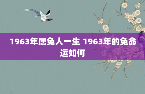 1963年属兔人一生 1963年的兔命运如何