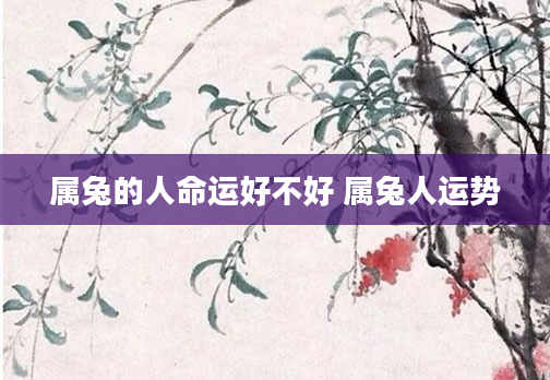 属兔的人命运好不好 属兔人运势