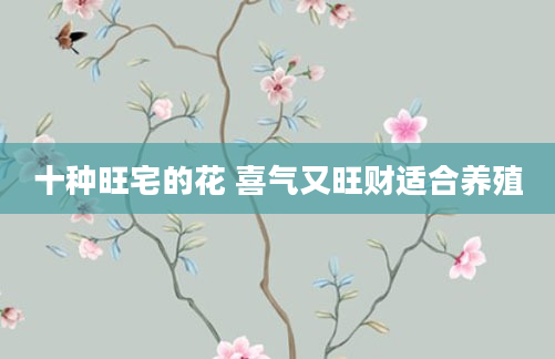 十种旺宅的花 喜气又旺财适合养殖