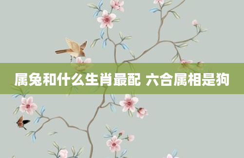 属兔和什么生肖最配 六合属相是狗