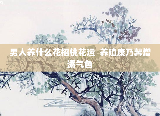 男人养什么花招桃花运  养殖康乃馨增添气色