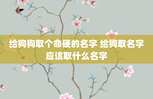 给狗狗取个命硬的名字 给狗取名字应该取什么名字