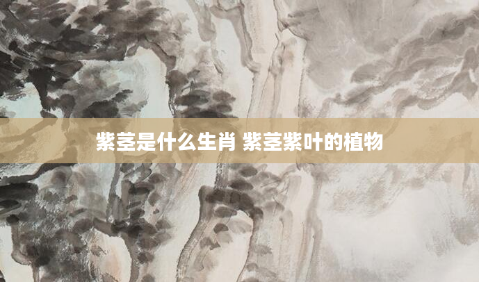 紫茎是什么生肖 紫茎紫叶的植物