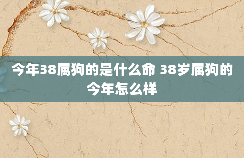 今年38属狗的是什么命 38岁属狗的今年怎么样