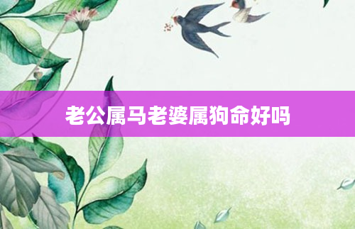 老公属马老婆属狗命好吗