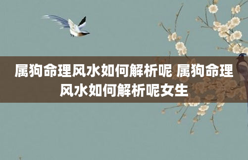 属狗命理风水如何解析呢 属狗命理风水如何解析呢女生