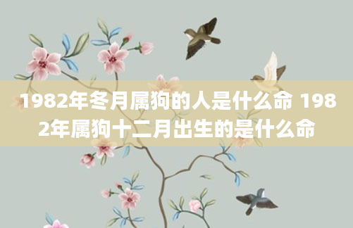 1982年冬月属狗的人是什么命 1982年属狗十二月出生的是什么命