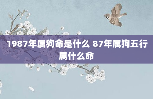 1987年属狗命是什么 87年属狗五行属什么命