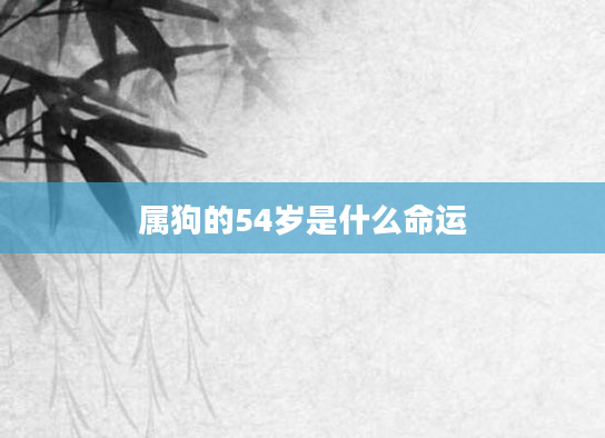 属狗的54岁是什么命运
