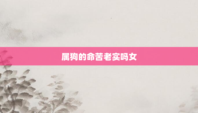 属狗的命苦老实吗女