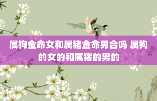属狗金命女和属猪金命男合吗 属狗的女的和属猪的男的