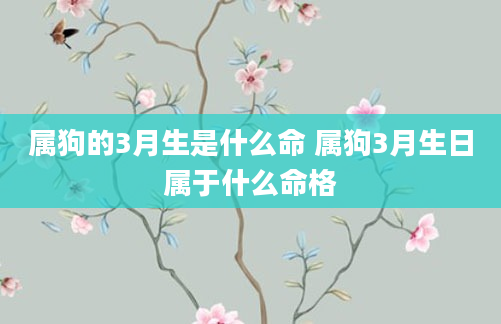 属狗的3月生是什么命 属狗3月生日属于什么命格