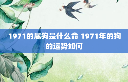 1971的属狗是什么命 1971年的狗的运势如何