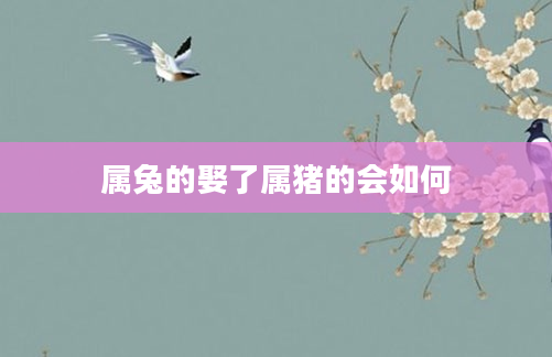 属兔的娶了属猪的会如何
