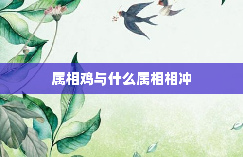 属相鸡与什么属相相冲
