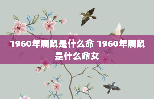 1960年属鼠是什么命 1960年属鼠是什么命女