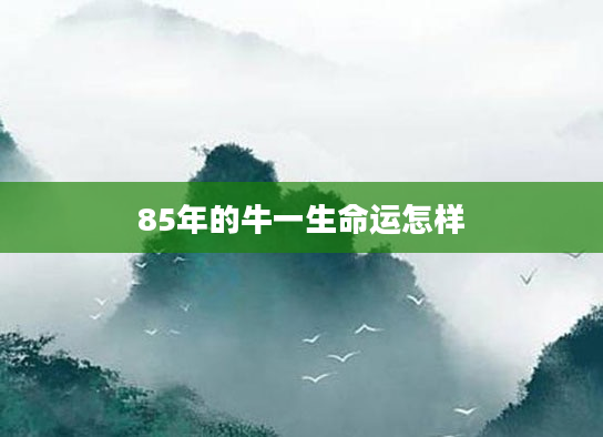85年的牛一生命运怎样