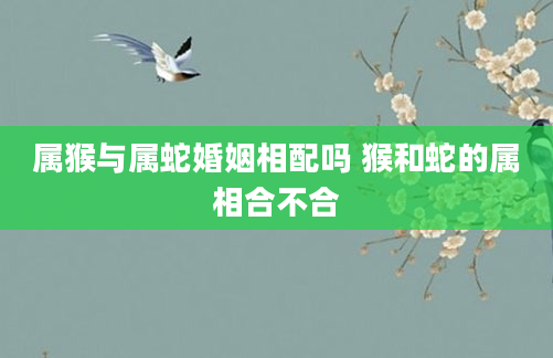 属猴与属蛇婚姻相配吗 猴和蛇的属相合不合