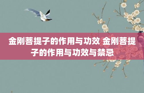 金刚菩提子的作用与功效 金刚菩提子的作用与功效与禁忌