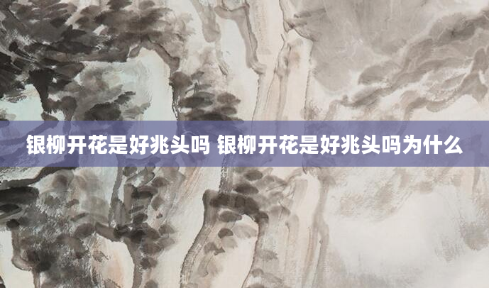 银柳开花是好兆头吗 银柳开花是好兆头吗为什么