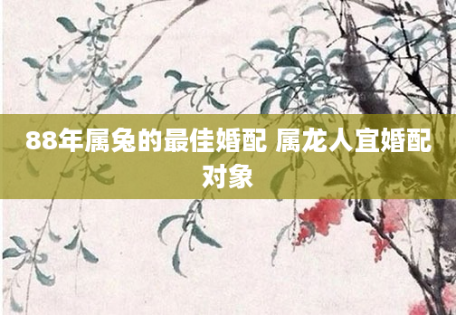 88年属兔的最佳婚配 属龙人宜婚配对象