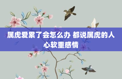 属虎爱累了会怎么办 都说属虎的人心软重感情