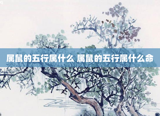 属鼠的五行属什么 属鼠的五行属什么命