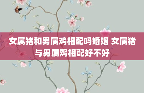 女属猪和男属鸡相配吗婚姻 女属猪与男属鸡相配好不好