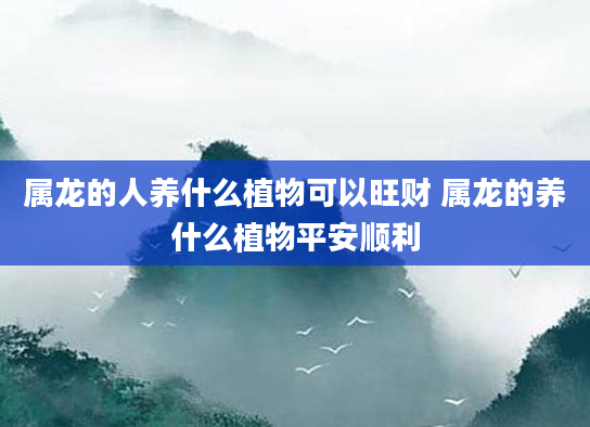 属龙的人养什么植物可以旺财 属龙的养什么植物平安顺利