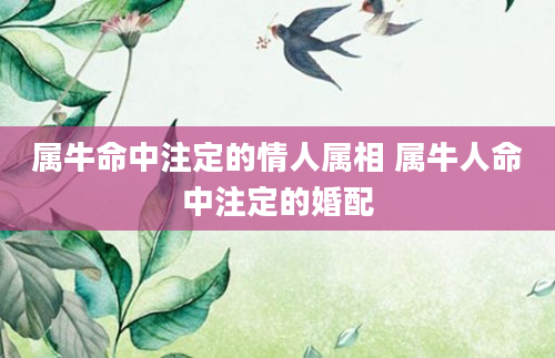 属牛命中注定的情人属相 属牛人命中注定的婚配