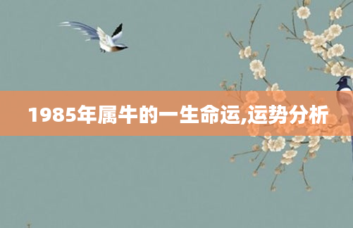 1985年属牛的一生命运,运势分析