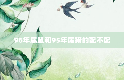 96年属鼠和95年属猪的配不配