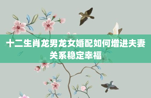 十二生肖龙男龙女婚配如何增进夫妻关系稳定幸福
