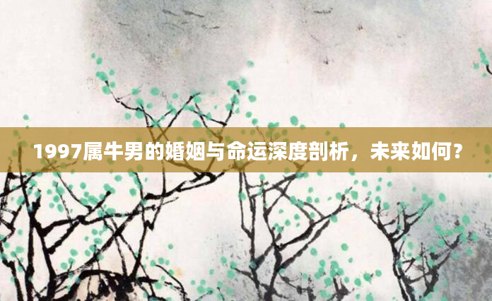 1997属牛男的婚姻与命运深度剖析，未来如何？