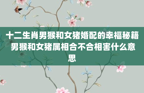 十二生肖男猴和女猪婚配的幸福秘籍 男猴和女猪属相合不合相害什么意思