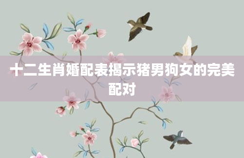 十二生肖婚配表揭示猪男狗女的完美配对