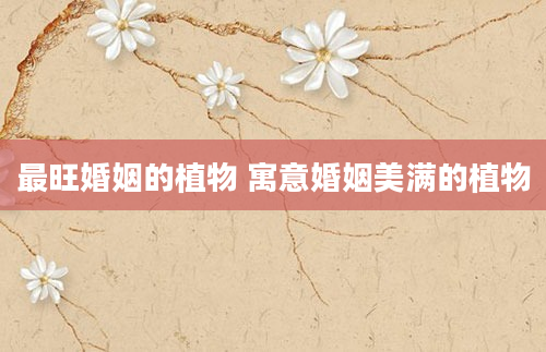 最旺婚姻的植物 寓意婚姻美满的植物
