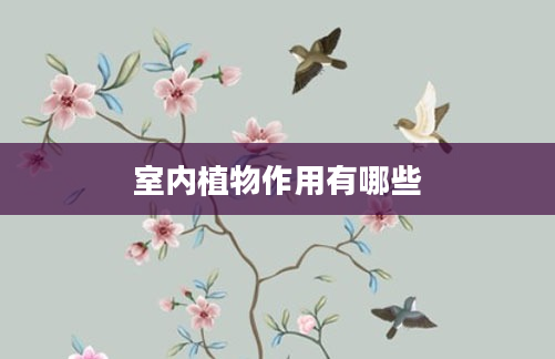 室内植物作用有哪些