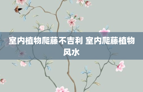 室内植物爬藤不吉利 室内爬藤植物风水