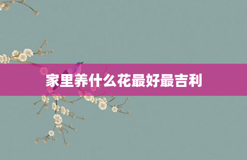 家里养什么花最好最吉利