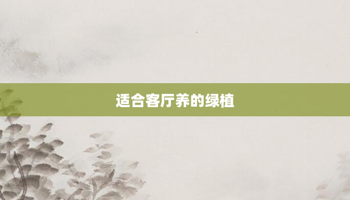 适合客厅养的绿植
