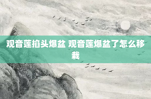 观音莲掐头爆盆 观音莲爆盆了怎么移栽