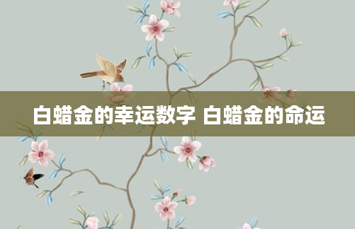 白蜡金的幸运数字 白蜡金的命运