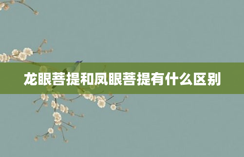 龙眼菩提和凤眼菩提有什么区别