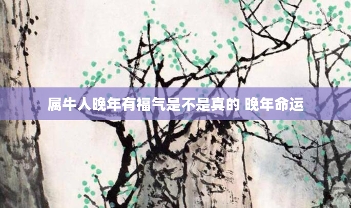 属牛人晚年有福气是不是真的 晚年命运
