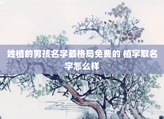 姓植的男孩名字最格局免费的 植字取名字怎么样
