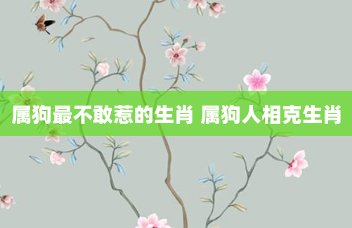 属狗最不敢惹的生肖 属狗人相克生肖