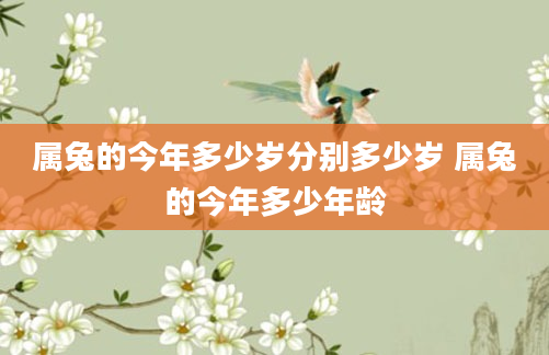 属兔的今年多少岁分别多少岁 属兔的今年多少年龄