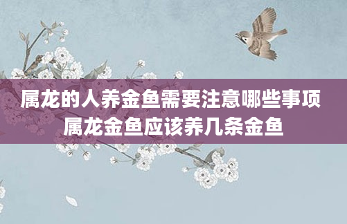 属龙的人养金鱼需要注意哪些事项 属龙金鱼应该养几条金鱼