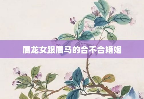 属龙女跟属马的合不合婚姻